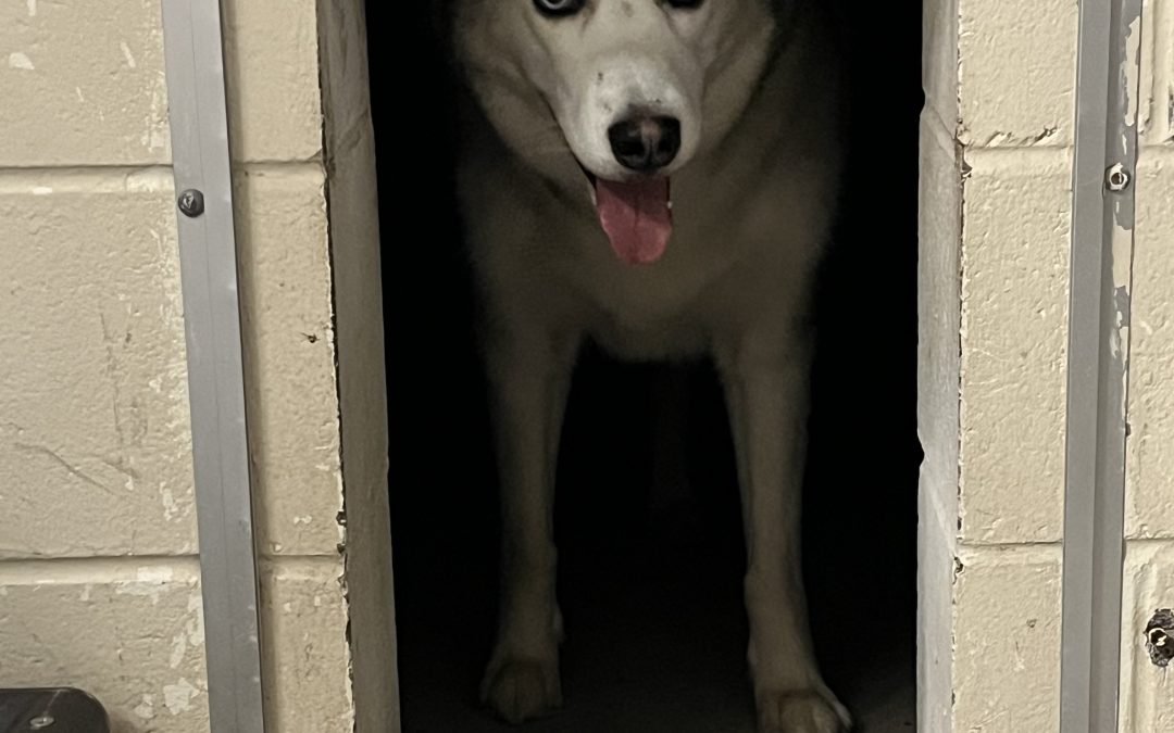 Found Dog