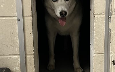 Found Dog