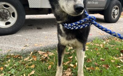 Found Dog