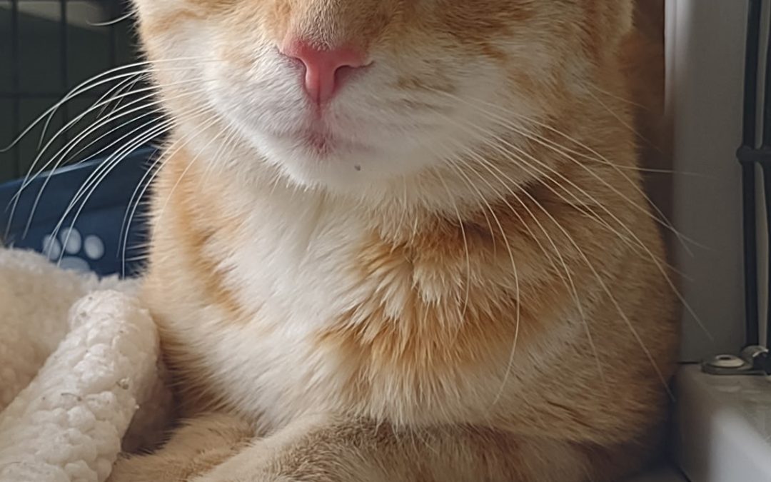 Charles
