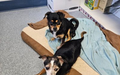 Found Dogs