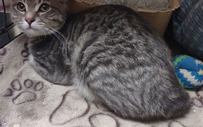 Found Cat
