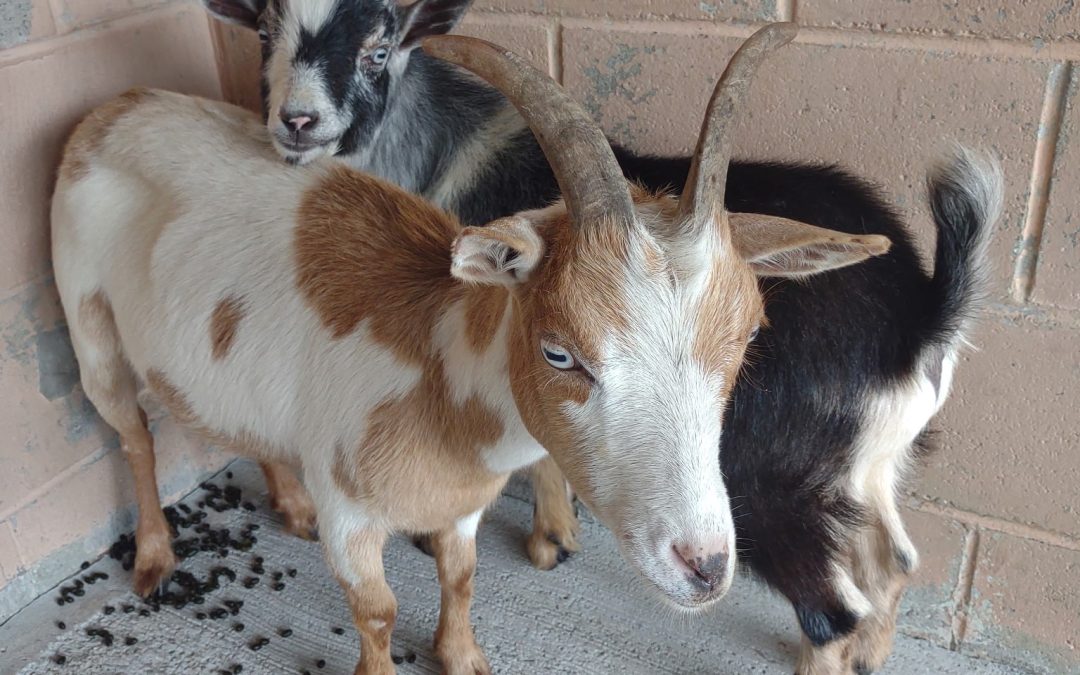 Found goats