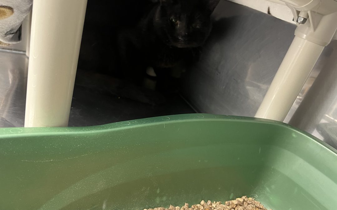 Found Cat