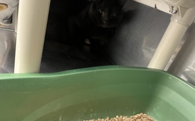 Found Cat