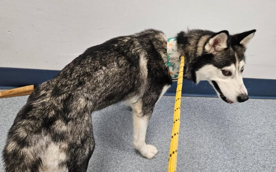Found Dog