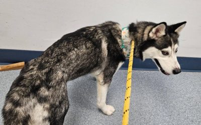 Found Dog