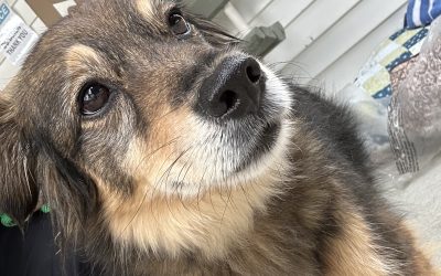 Found Dog