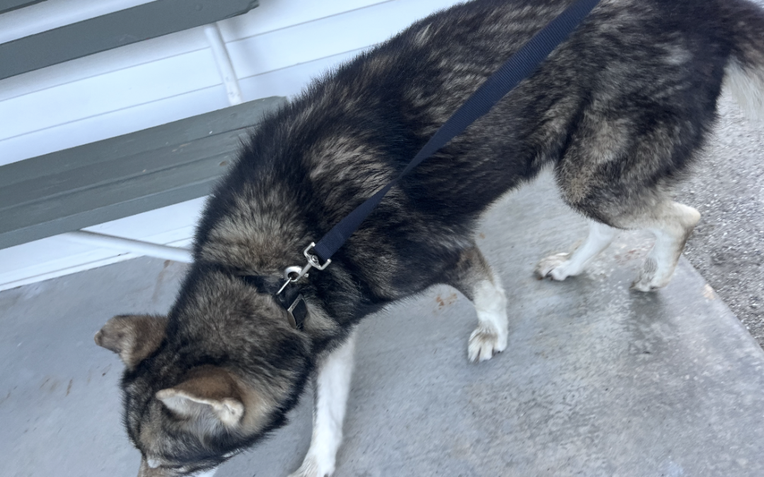 Found Dog