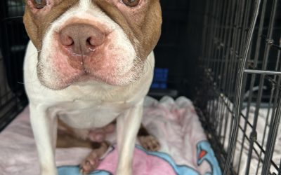 Found Dog