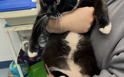 Found Cat
