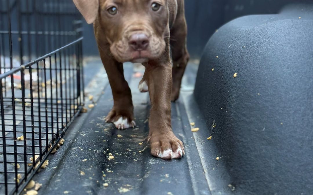 Penelope