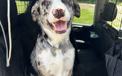 Found Dog