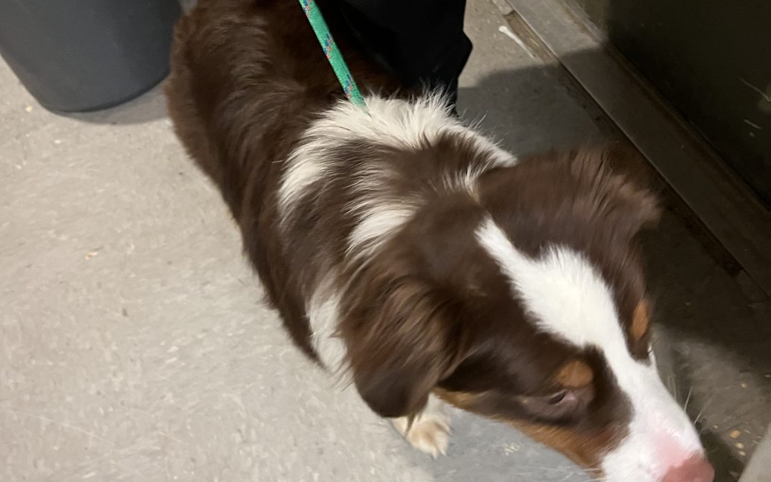Found Dog