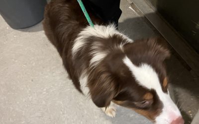 Found Dog