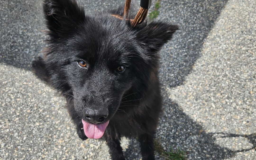 Found Dog